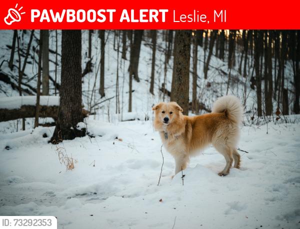 Lost Male Dog last seen On State road between Olds and Baseline. Also seen headed south on 127., Leslie, MI 49251