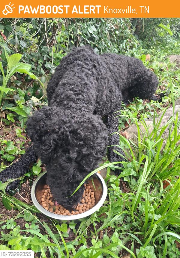 Found/Stray Unknown Dog last seen Near Boyds Bridge Pike, Knoxville, TN 37914