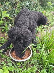 Found/Stray Unknown Dog last seen Near Boyds Bridge Pike, Knoxville, TN 37914