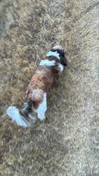 Reunited Male Dog last seen South Wimbledon, Brenwood, TX 77449
