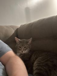 Found/Stray Unknown Cat last seen Dog park at Timber apmt Complex, Westerville, OH 43081