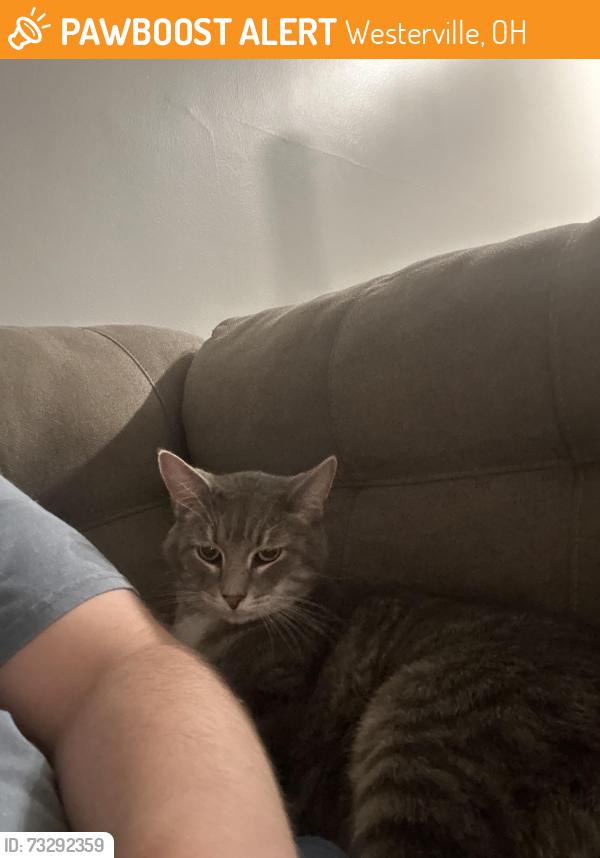 Found/Stray Unknown Cat last seen Dog park at Timber apmt Complex, Westerville, OH 43081