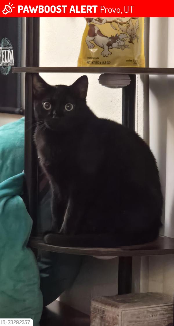 Lost Male Cat last seen Harmon park, Provo, UT 84606