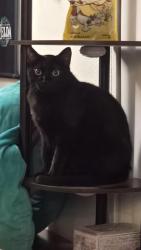 Lost Male Cat last seen Harmon park, Provo, UT 84606