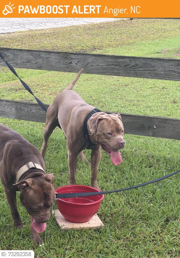 Found/Stray Male Dog last seen Benson Road & Windmere Drive, Angier, NC 27501