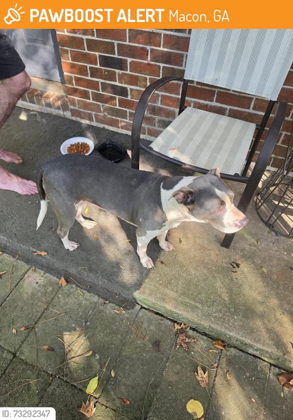 Found/Stray Female Dog last seen Ridge Rd., Macon, GA 31217