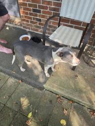 Found/Stray Female Dog last seen Ridge Rd., Macon, GA 31217