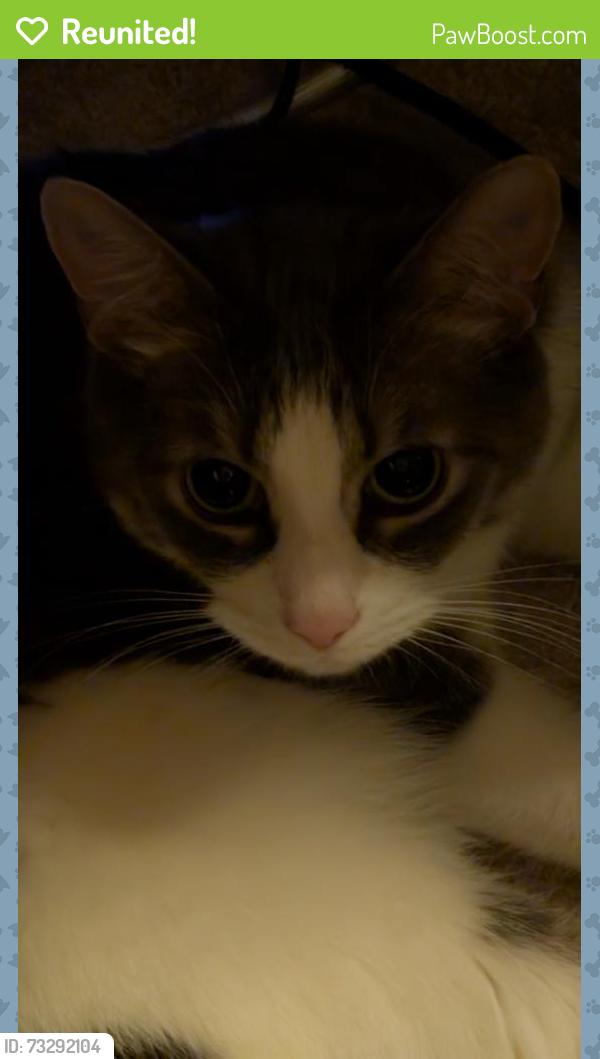 Reunited Female Cat last seen Citadel Pt NW, Calgary, AB T3G 5L2