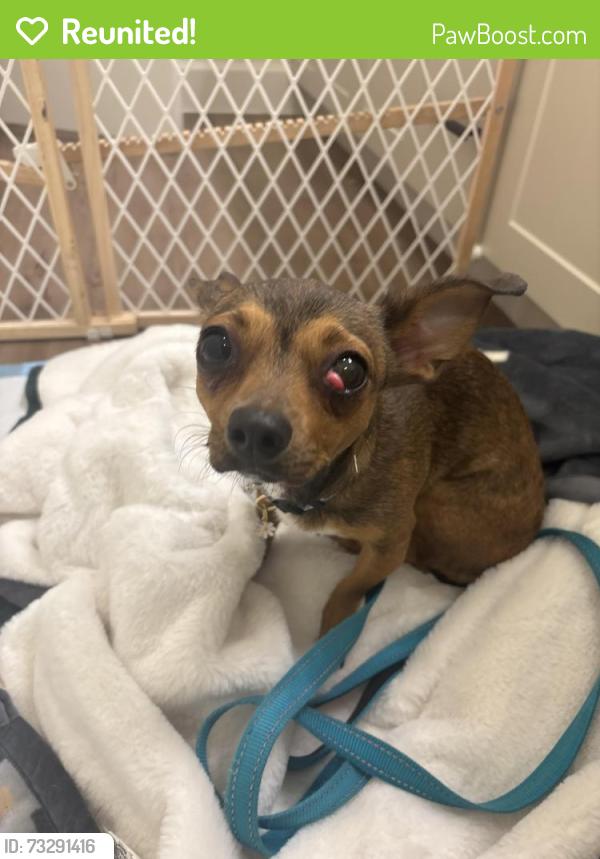 Reunited Female Dog last seen The Linden apmt Complex, New Braunfels, TX 78130