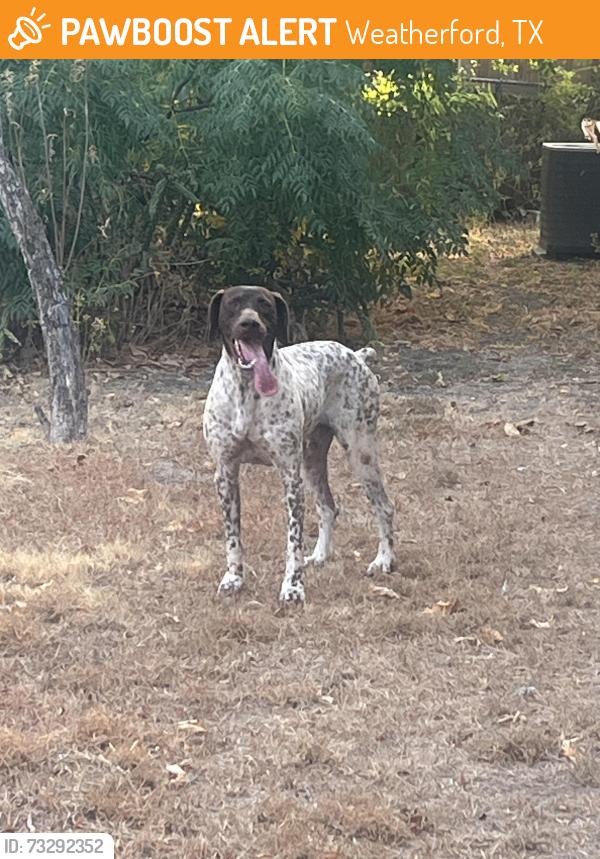 Found/Stray Male Dog last seen Miller Park, garner and Ball, Weatherford, TX 76086