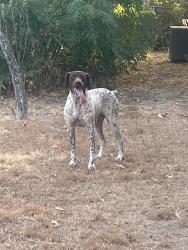 Found/Stray Male Dog last seen Miller Park, garner and Ball, Weatherford, TX 76086