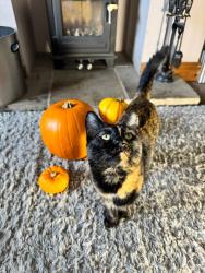 Reunited Female Cat last seen Ashwood drive LS277AG, Morley, England LS27 7AG