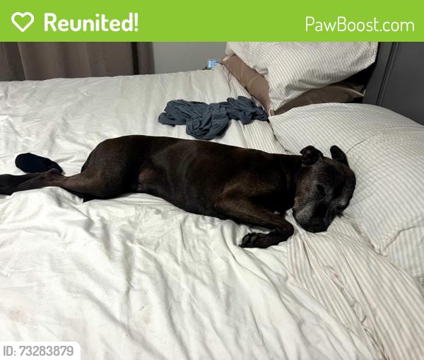 Reunited Male Dog last seen Riverbend Rd. And Lobelia Rd., Vass, NC 28394