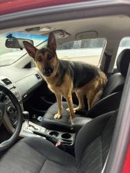 Reunited Female Dog last seen Rock Springs Baptist Church, Blacksburg, SC 29702