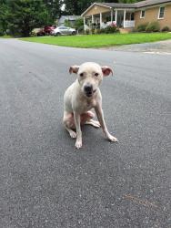 Reunited Female Dog last seen South New Hope Road, Gastonia, NC 28054
