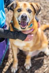 Shelter Stray Male Dog last seen Near Glenwood Road, Decatur 30032, 30032, GA, 3280 Chamblee Dunwoody Rd, Chamblee, GA 30341, USA
