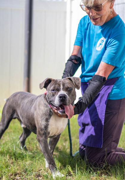Shelter Stray Male Dog last seen Near Galleon Crossing, 30035, GA, 3280 Chamblee Dunwoody Rd, Chamblee, GA 30341, USA