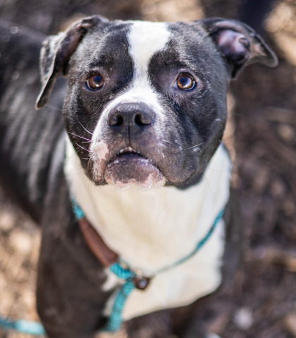 Shelter Stray Male Dog last seen Near Buford Highway Atlanta, 30329, 30329, GA, 3280 Chamblee Dunwoody Rd, Chamblee, GA 30341, USA