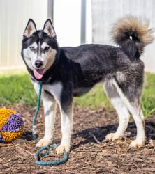 Shelter Stray Female Dog last seen Near Plaster Road, Atlanta, GA, 30345, 30345, GA, 3280 Chamblee Dunwoody Rd, Chamblee, GA 30341, USA