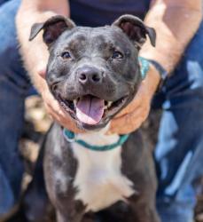 Shelter Stray Male Dog last seen Near Tarian Dr, 30034, GA, 3280 Chamblee Dunwoody Rd, Chamblee, GA 30341, USA