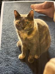 Lost Female Cat last seen Grayhill, West Point, GA 31833