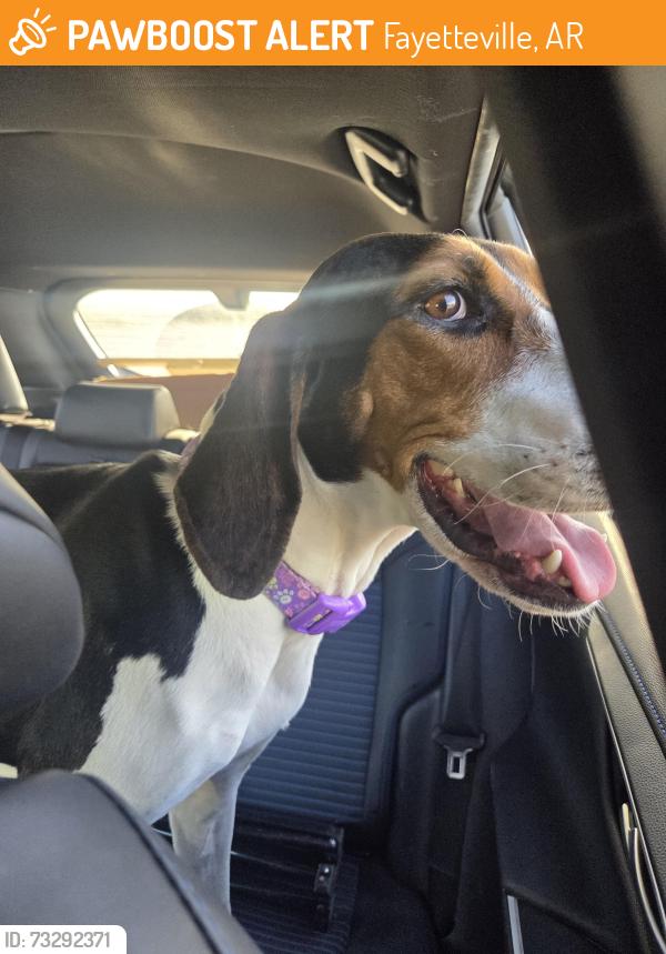 Found/Stray Female Dog last seen Gregg ave/ van ashe, Fayetteville, AR 72704