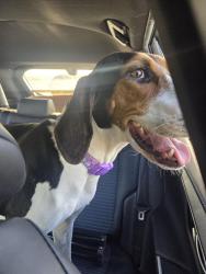 Found/Stray Female Dog last seen Gregg ave/ van ashe, Fayetteville, AR 72704