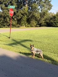 Found/Stray Male Dog last seen At the corner of Pea Ridge Rd and Temple Rd, Blount County, TN 37804
