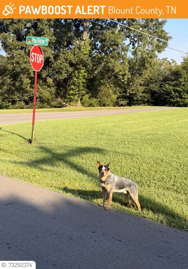 Found/Stray Male Dog last seen At the corner of Pea Ridge Rd and Temple Rd, Blount County, TN 37804