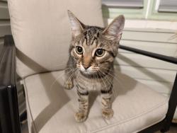 Found/Stray Male Cat last seen Flint Ave by Adelaide and Pilmore in Akron, Akron, OH 44305