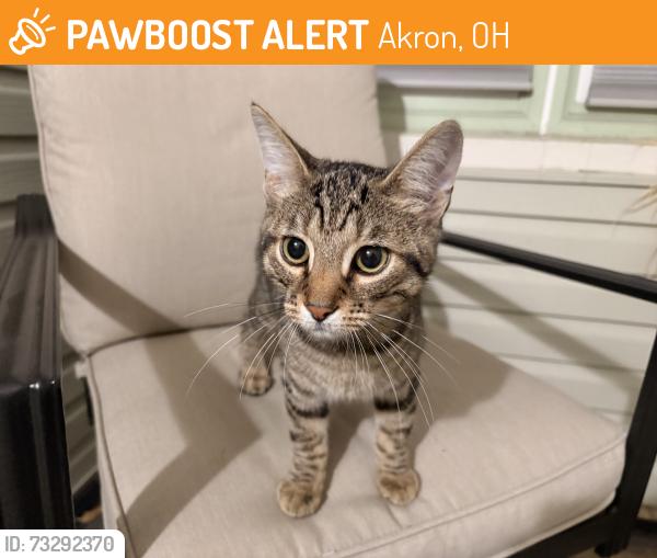 Found/Stray Male Cat last seen Flint Ave by Adelaide and Pilmore in Akron, Akron, OH 44305