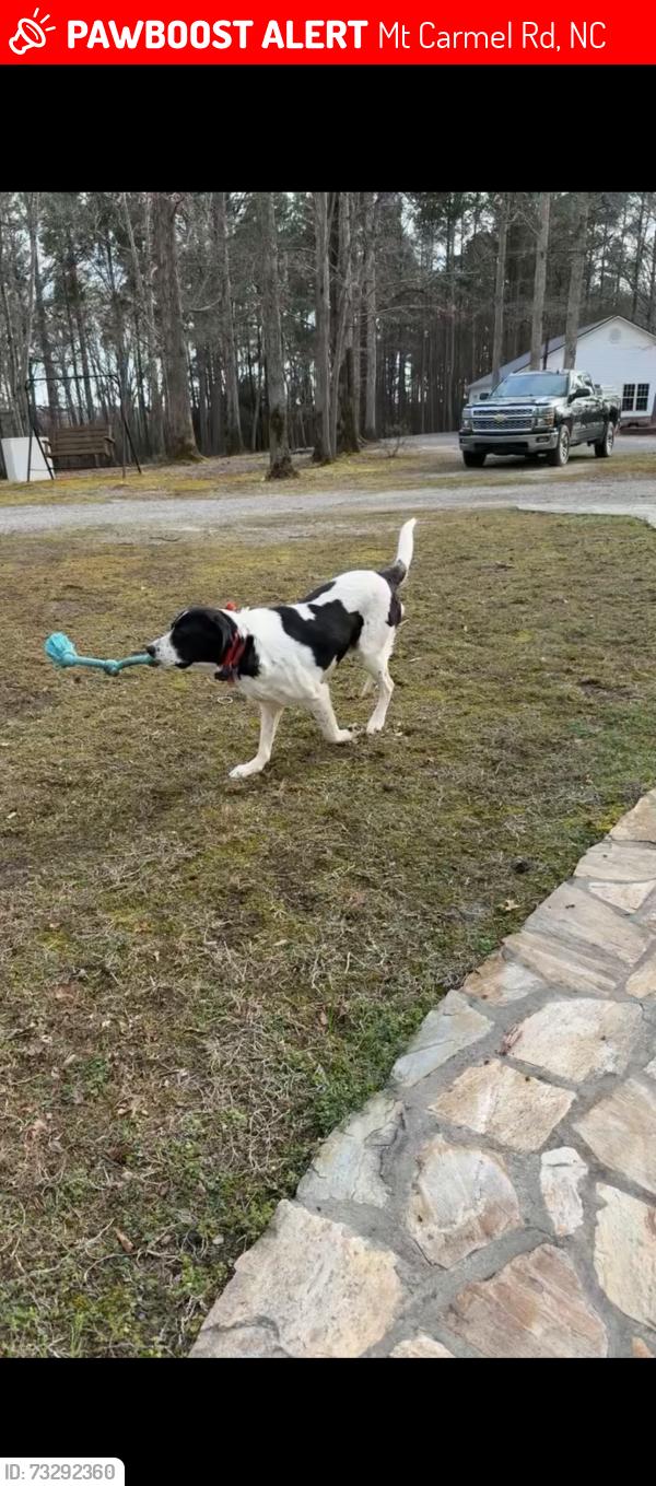 Lost Male Dog last seen last seen on mt Carmel rd, Knightdale, NC 27545