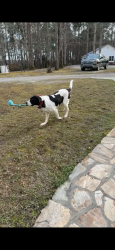 Lost Male Dog last seen last seen on mt Carmel rd, Knightdale, NC 27545
