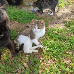 Lost Male Cat last seen Near S Orange St Wallace, Wallace, NC 28466