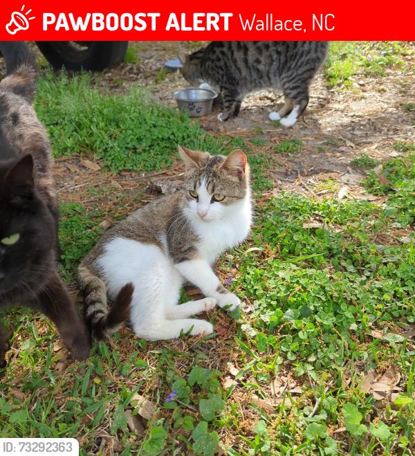 Lost Male Cat last seen Near S Orange St Wallace, Wallace, NC 28466