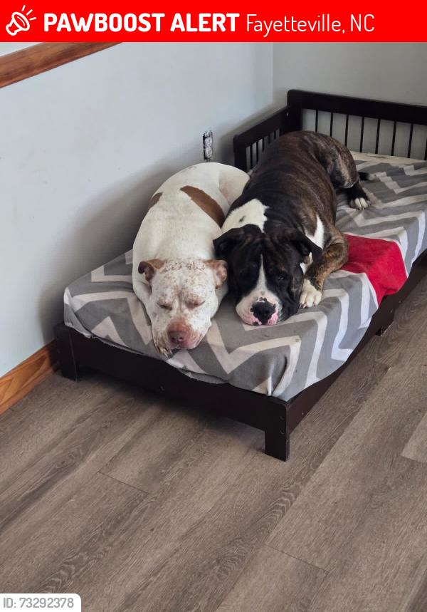 Lost Male Dog last seen beaver run dr fayetteville, Fayetteville, NC 28314