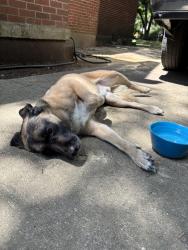 Found/Stray Male Dog last seen Kimball and Getwell, Memphis, TN 38111
