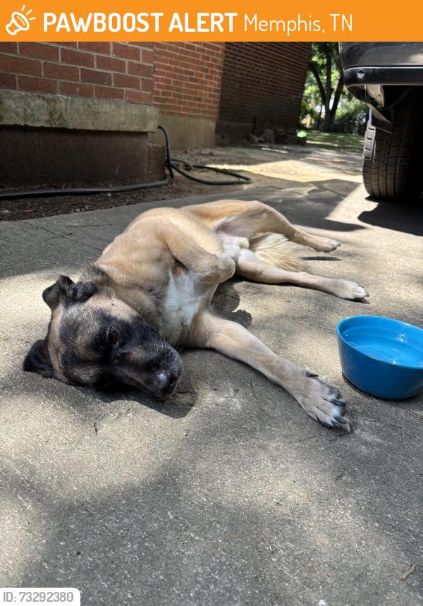 Found/Stray Male Dog last seen Kimball and Getwell, Memphis, TN 38111