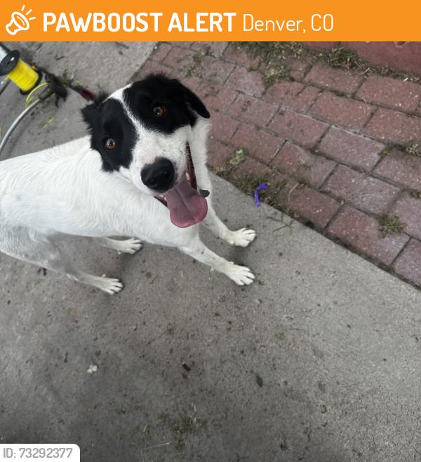 Found/Stray Unknown Dog last seen Eugene way, E Scott PL, Denver, CO 80239