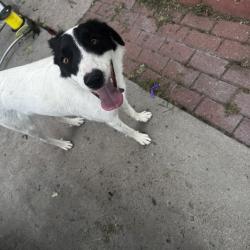 Found/Stray Unknown Dog last seen Eugene way, E Scott PL, Denver, CO 80239