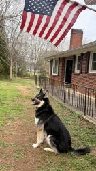 Reunited Male Dog last seen Near 37th St Dr NE, Hickory, NC 28601, USA, Hickory, NC 28601