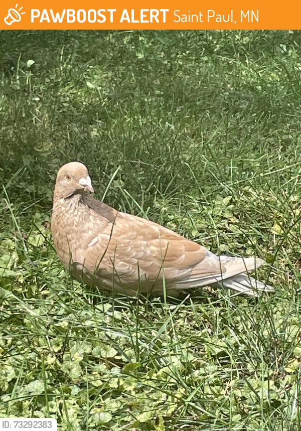 Found/Stray Unknown Bird last seen Arlington & Wheelock, Saint Paul, MN 55117
