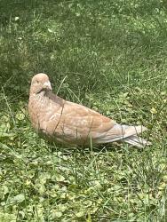 Found/Stray Unknown Bird last seen Arlington & Wheelock, Saint Paul, MN 55117