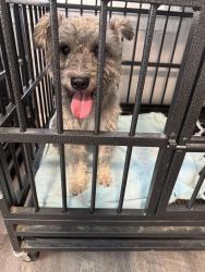 Found/Stray Male Dog last seen Tylersville rd, Fairfield Township, OH 45015