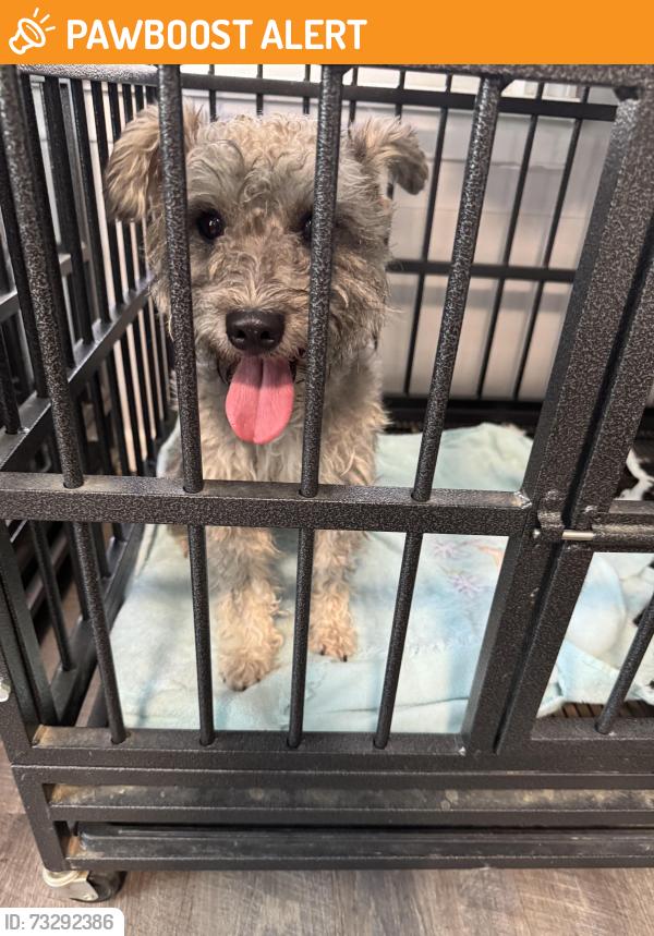Found/Stray Male Dog last seen Tylersville rd, Fairfield Township, OH 45015