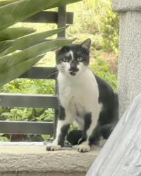 Found/Stray Unknown Cat last seen Superior Blvd. and Hospital Road, Newport Beach, CA 92663
