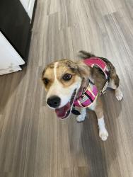 Reunited Female Dog last seen Caprock area (university & Indiana), Lubbock, TX 79413