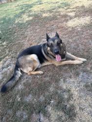 Found/Stray Male Dog last seen E centerville and miller rd., Garland, TX 75040