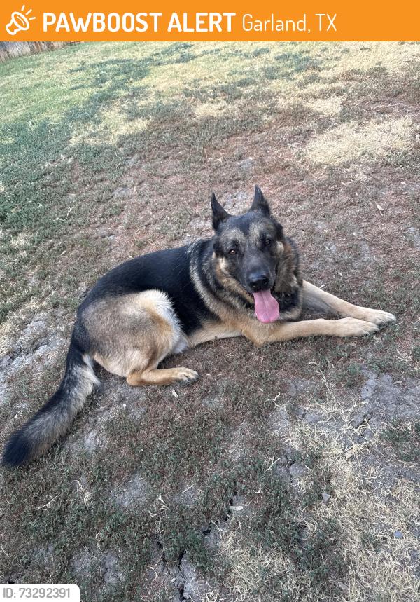 Found/Stray Male Dog last seen E centerville and miller rd., Garland, TX 75040
