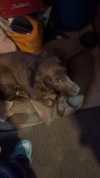 Lost Female Dog last seen fernlea side rd and north/southwalsingham townline rd, Norfolk, ON N4B 2W4